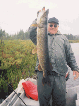 Le brochet peut atteindre de très grandes tailles.